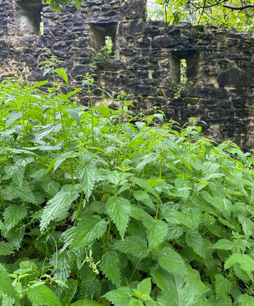 Stinging Nettle (Urtica dioica) growing wild in San Sebastian, Spain