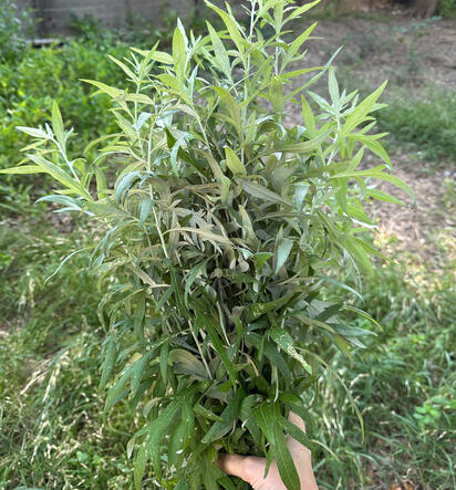 Estafiate (Artemisia ludoviciana) in South Austin