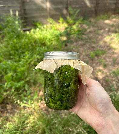 Jar of Estafiate tincture in South Austin
