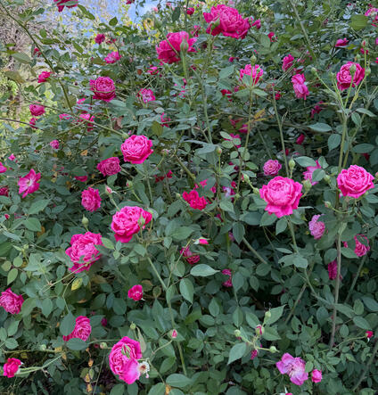 Roses in South Austin